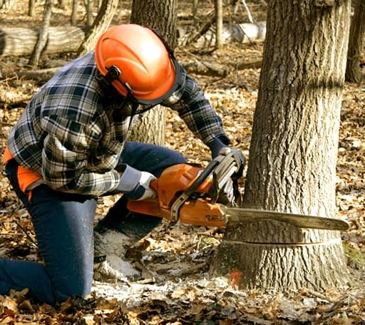 Tree Removal in Branchville, IN